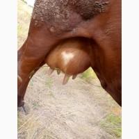 Продам коров и месячного телёнка