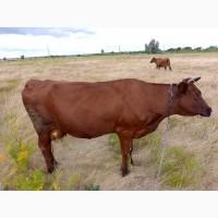 Продам коров и месячного телёнка