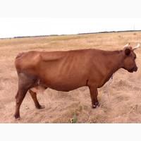 Продам коров и месячного телёнка
