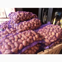 Продам картофель Королева Анна