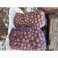 Продам посадкову картоплю
