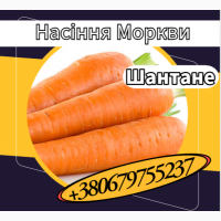 Насіння Моркви Шантане. Насіння Моркви
