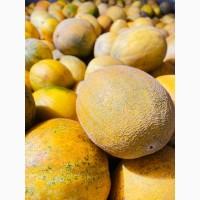 Насіння дині Берегиня, 85–92 доби, фасовка - 100 г