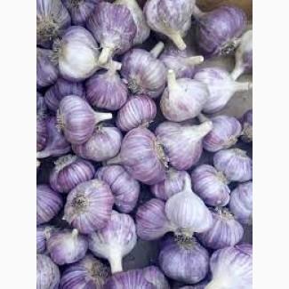 Продам часник відмінної якості