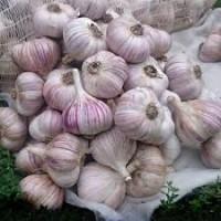 Продам часник відмінної якості