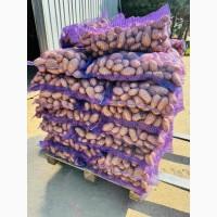 Продаж продовольчої картоплі
