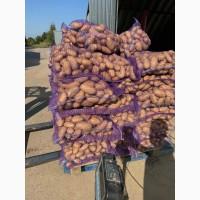 Продаж продовольчої картоплі