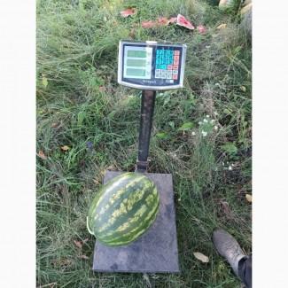 Продам кавун фарао, нун, талісман