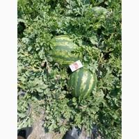 Продам кавун фарао, нун, талісман