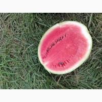 Продам кавун фарао, нун, талісман