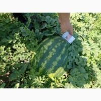 Продам кавун фарао, нун, талісман