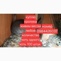 Кролики кролика живим весом