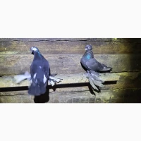 Голуби Узбеки