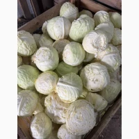 Продам білокачанну капусту (2 сорт)