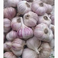 Продам товарний часник 5 + 3т
