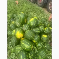 Продам кавун