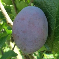Продам сливу различных сортов и сроков созревания, от производителя