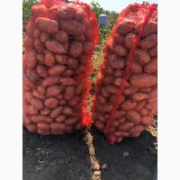 Продам розовый картофель мега качество