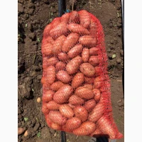 Продам розовый картофель мега качество