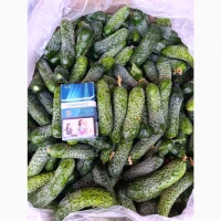 Продам свіжий огірок