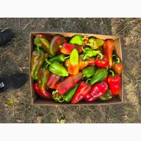 Продам перец сорт Ферарі