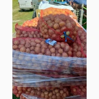 Продам насіннєву картоплю сорт Коломбо