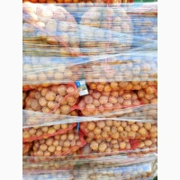 Продам насіннєву картоплю сорт Коломбо