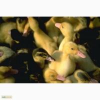 Продаем утки голубой фаворит