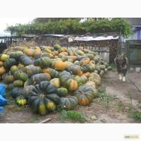 Продам тыкву (гарбуз) мускатную сорт мускат де прованс срочно