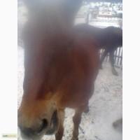 Продам молоду кобилу