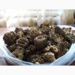 Продам сушені сморчки