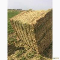 Продам люцерну в тюках