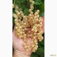 Продам качественные черенки белой смородины сорт СНЕЖАНА