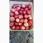 Продам яблоки от производителя. Опт/ много сортов