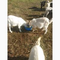 Продам 15 годовалых кастрированных козликов