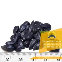 Семена подсолнечника / Насіння соняшника Форвард