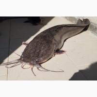 Африканський/Кляриєвий Сом