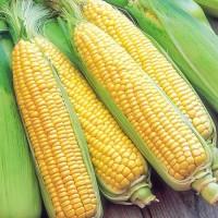 Продам Кукурузу