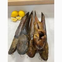 Кларієвий (клариевый) сом