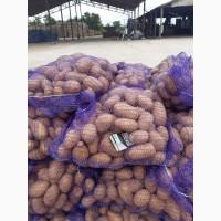 Продам качест.укр. картофель, сорт Пироль.Нал/безн.НДС