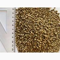 Насіння конопель технічних для масла