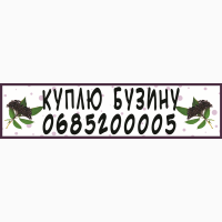Шукаю заготівельників бузини