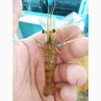 Продам молодь прісноводної креветки Macrobrachium rosenbergii