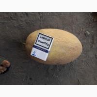 Продам дыню Маф(Мазин) с поля