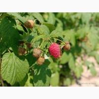 Продам саджанці малини