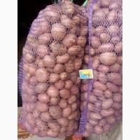 Продам посадкову картоплю Еволюшн