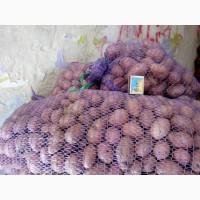 Продам посадкову картоплю Еволюшн