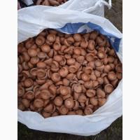 Шапочки шляпки желудя