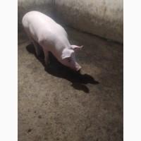 Продажа Хряка макстер