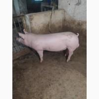 Продажа Хряка макстер